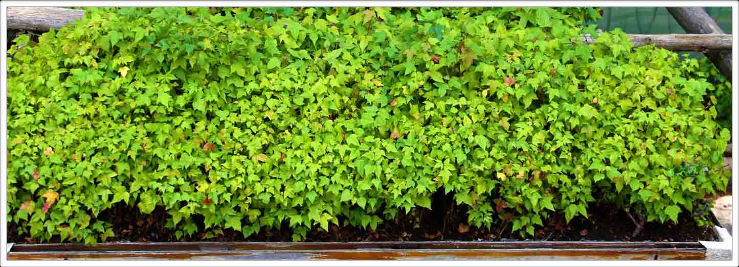 Daniel Pavon Cuellar Mini Forest