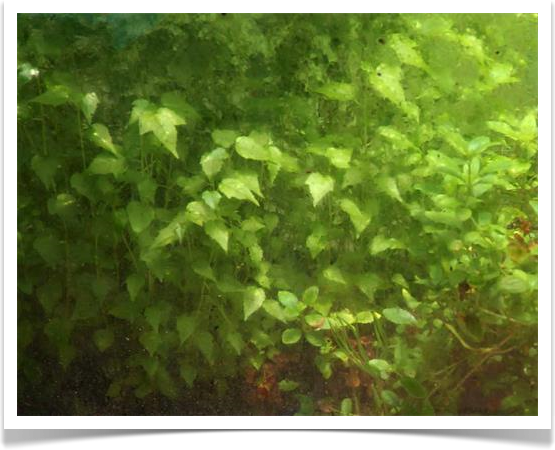 Living Walls by Daniel Pavon Cuellar
