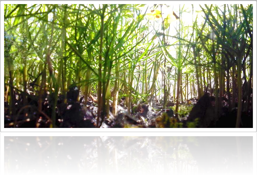 Daniel Pavon Cuellar Miniature forest