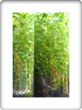 Daniel Pavon Cuellar Ecosferes